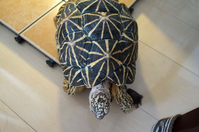 ホシガメ (5).JPG