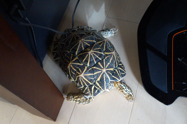 ホシガメ (6).JPG