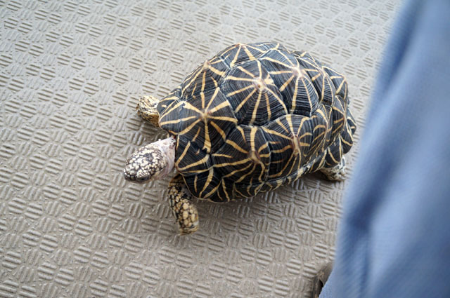 ホシガメ (7).JPG