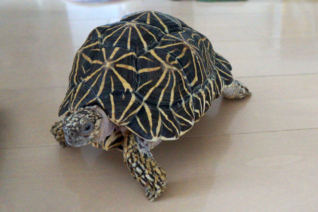 ホシガメ (7).JPG