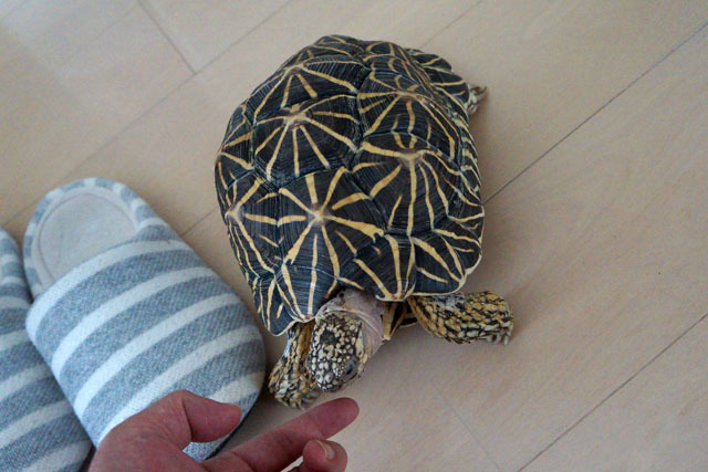 ホシガメ (8).JPG