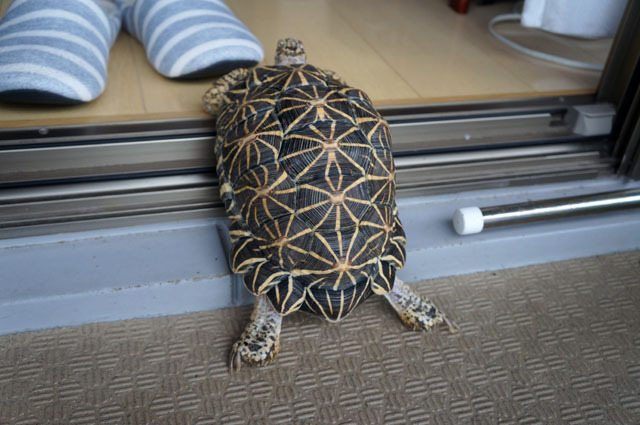 ホシガメ (8).JPG