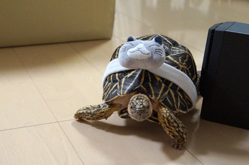 ホシガメ 1.JPG
