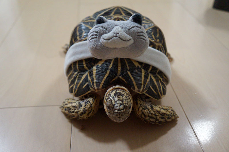 ホシガメ 2.JPG