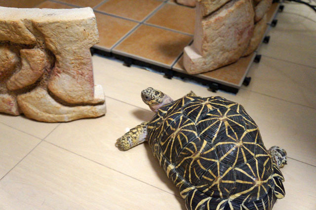 ホシガメのお家 (12).JPG