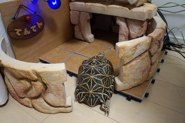 ホシガメのお家 (13).JPG