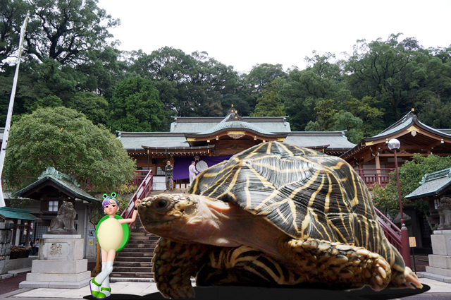 ホシガメ大.jpg