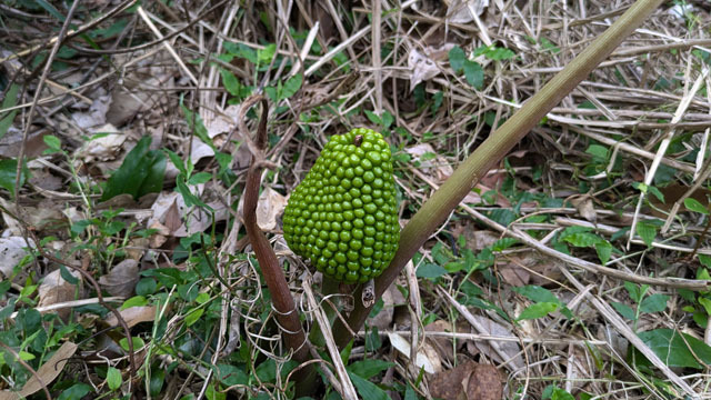 ムサシアブミ (1).jpg