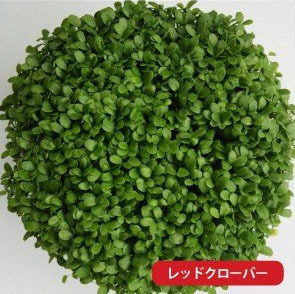 レッドクローバー.jpg