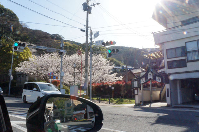 一瞬の花見 (2).JPG