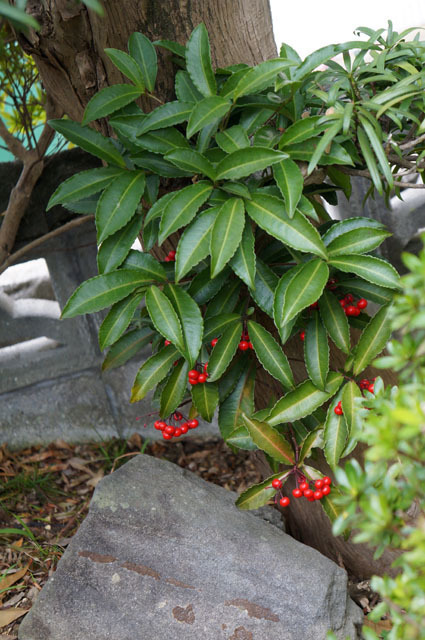 万両 Sony NEX-F3 (2).JPG