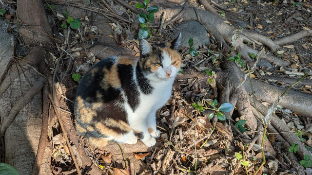 三毛猫.jpg