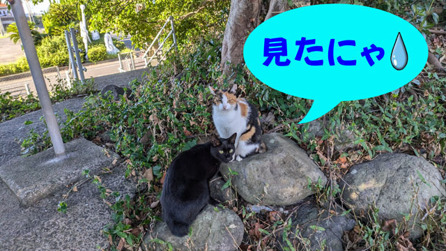 仲良しにゃんこ (2).jpg