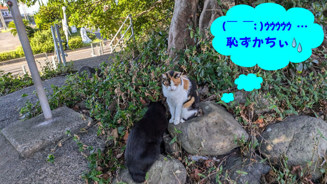 仲良しにゃんこ (3).jpg