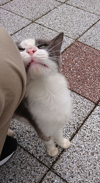 公園のにゃんこ (1).JPG