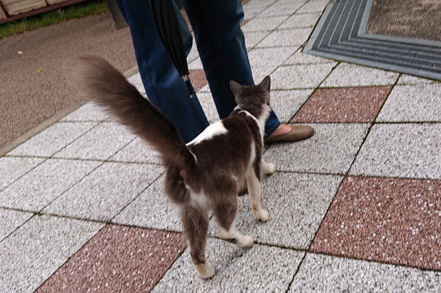 公園のにゃんこ (2).JPG