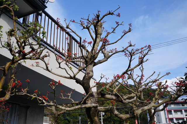南天 Sony NEX-F3 (11).JPG