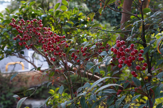南天 Sony NEX-F3 (15).JPG