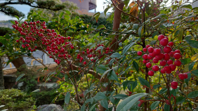 南天 Xperia 1 III (3).JPG