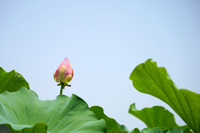唐比ハス園 (13).JPG