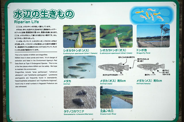 唐比ハス園 (16).JPG