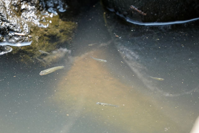 唐比ハス園 (17).JPG