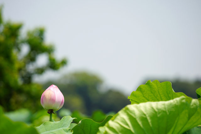 唐比ハス園 (19).JPG