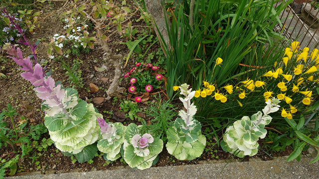 団地の花壇.JPG