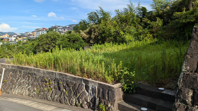 土地の草 (3).jpg