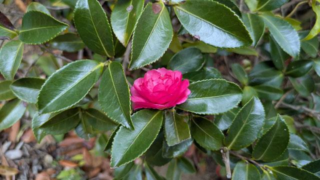 山茶花.jpg