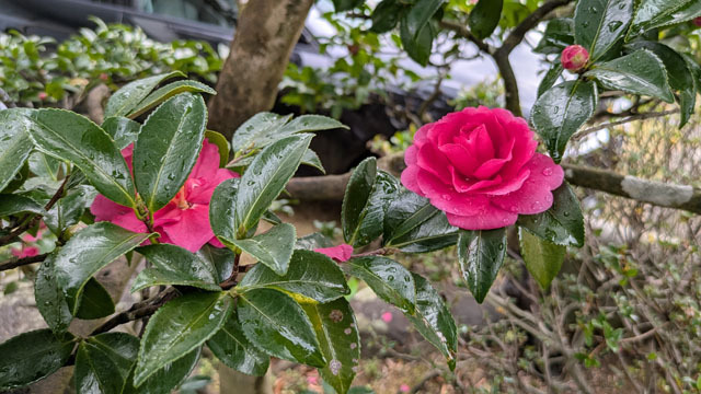山茶花.jpg