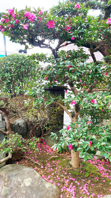 山茶花.JPG