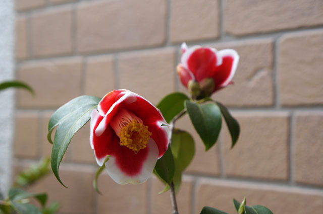 山茶花 NEX-F3 (1).JPG