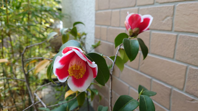 山茶花 Xperia 1 III (2).JPG