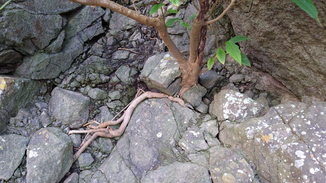 岩の隙間から生える木.JPG