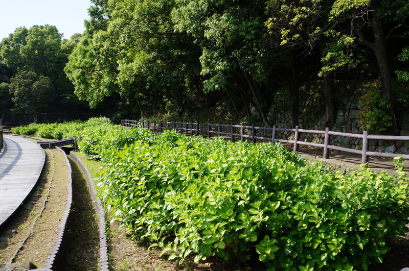 川原大池公園 3.JPG