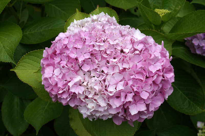 川原大池公園　10-1.JPG