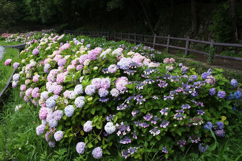 川原大池公園　3.JPG