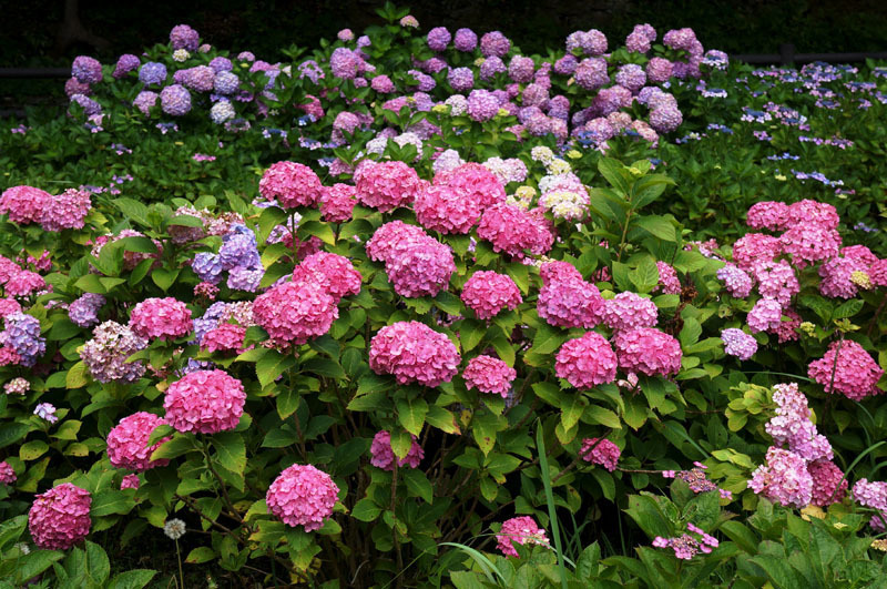 川原大池公園　6.JPG