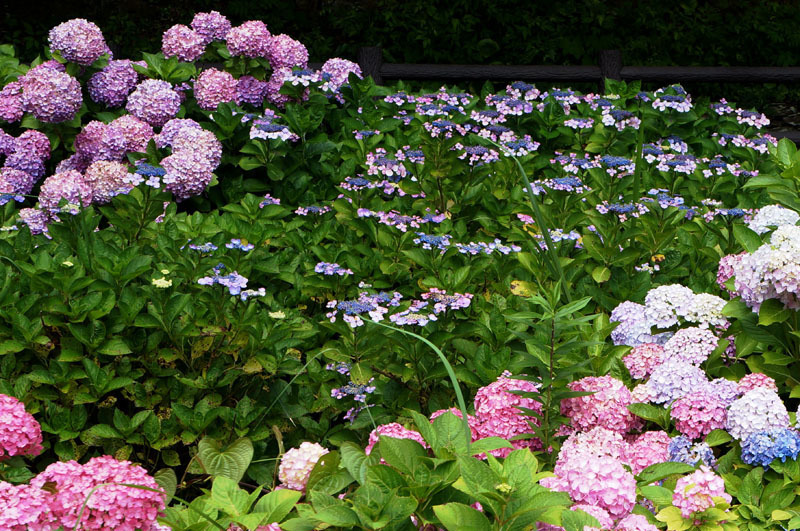 川原大池公園　7.JPG