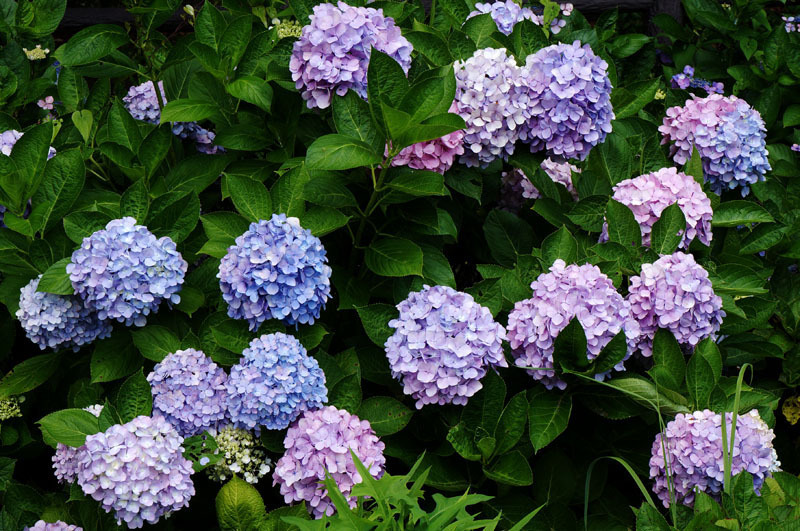川原大池公園　8.JPG