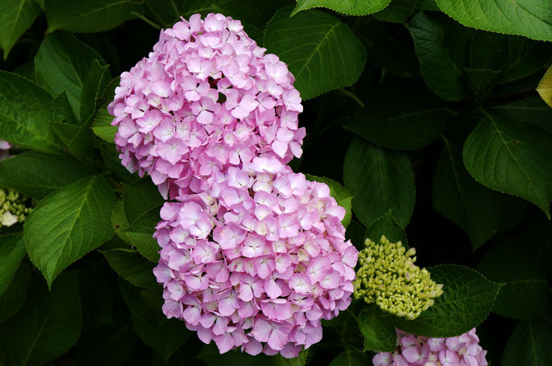 川原大池公園　9.JPG