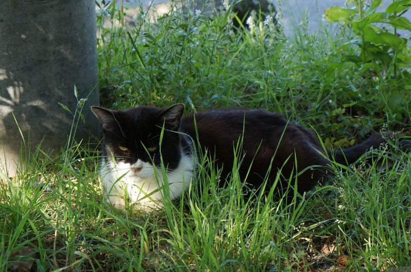 川原大池公園のにゃんこ 4.JPG