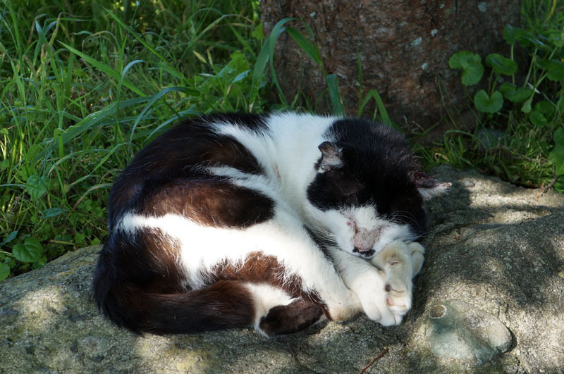 川原大池公園のにゃんこ 5.JPG