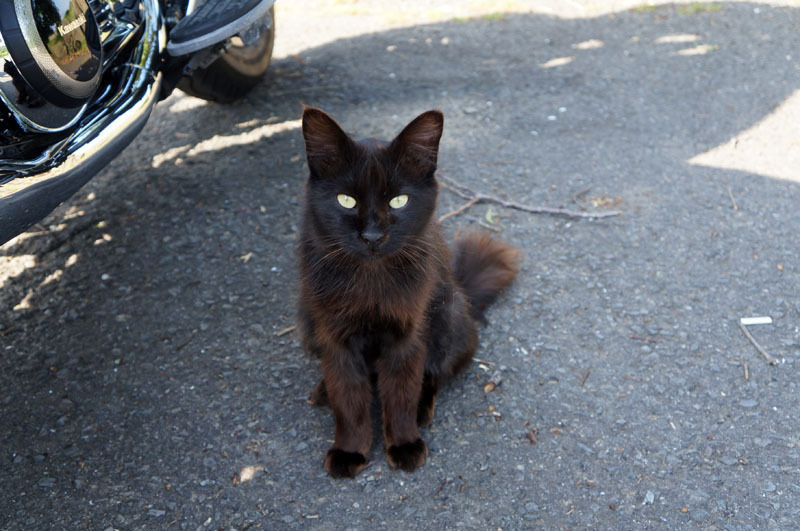 川原大池公園のにゃんこ 8.JPG