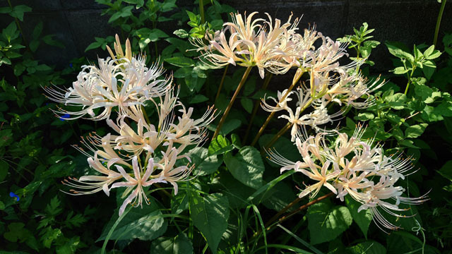 彼岸花 (1).JPG