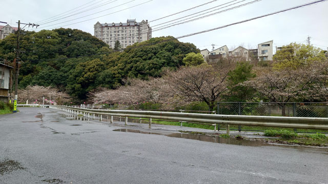 桜.JPG