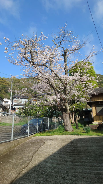 桜 (1).JPG