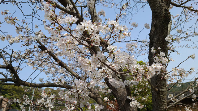 桜 (4).JPG