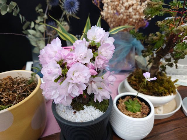 桜盆栽（旭山桜） (2).JPG